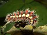 Acronicta oblinita - Smeared Dagger Moth caterpillar 3.jpg