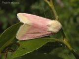 Schinia florida - Primrose Moth 2.JPG