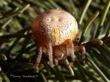 Araneus marmoreus - Marbled Spider .jpg