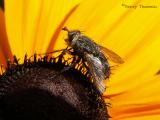 Tachinid Fly.jpg