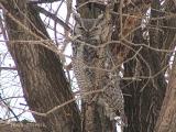Great Horned Owl 1.JPG