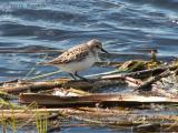 Semipalmated Sandpiper.JPG
