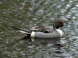 Pintail.JPG