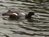 Lesser Scaup stretching.JPG