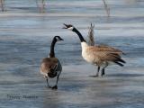 Canada Geese on early spring ice 1.JPG