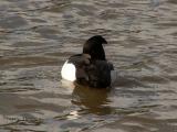Tufted Duck X Scaup hybrid Vancouver 4.JPG