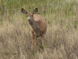 Mule Deer 2.jpg