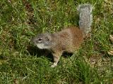 Franklins Ground Squirrel 1.jpg