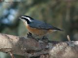 Red-breasted Nuthatch.JPG