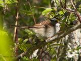 White-throated Sparrow.JPG