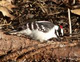 Downy Woodpecker.JPG