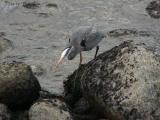 Great Blue Heron hunting.JPG