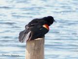 Red-winged Blackbird courtship display.JPG
