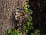 Northern Flicker, Red-shafted race.jpg