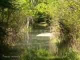 Flooded trail, Sir Winston Churchill P.P.JPG