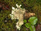 Peltigera leucophlebia - Ruffled Freckle Pelt ventral view and Pleurozium schreberii - Red Stem.jpg