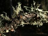 Usnea sp. and Evernia mesomorpha (Boreal Oakmoss Lichen).jpg