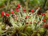 Cladonia cristatella - Red Pixie Cup 2a.jpg