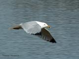Ring-billed Gull in flight.jpg