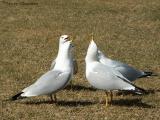 Ring-billed Gulls courting 2.jpg