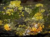 Lichen and Moss garden 2.jpg