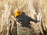 Yellow-headed Blackbird 3.jpg
