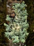 Green Lichen A2.jpg