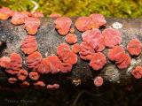 Peniophora rufa - Red Tree Brain Fungus.jpg