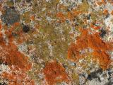 Mixed Lichens on rock 4.jpg