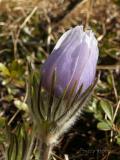 Prairie Crocus 1.jpg