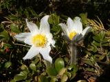 Prairie Crocus 6.jpg