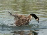 Canada Goose bathing 3.jpg