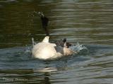 Canada Goose bathing 4.jpg