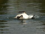 Canada Goose bathing 5.jpg