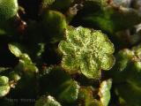 Marchantia polymorpha - Liverwort.jpg