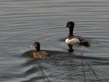 Ring-necked Duck pair 1.jpg