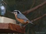 Red-breasted Nuthatch 3.JPG