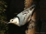 White-breasted Nuthatch 6a.jpg