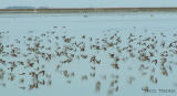 Shorebirds at Beaverhill Lake 4b.jpg