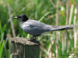 Black Tern 1a.jpg