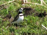 Killdeer 7.jpg