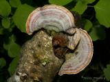 Polyporus versicolor - Turkey Tails 1.jpg