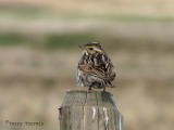Savannah Sparrow 1.jpg