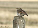 Savannah Sparrow 2.jpg