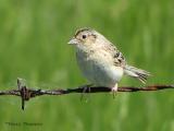 Grasshopper Sparrow 1a.jpg