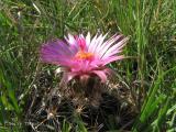 Pincushion Cactus 2.jpg