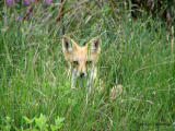 Red Fox 1.jpg