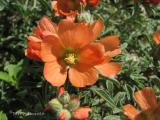 Scarlet Mallow 1.jpg