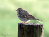 Vesper Sparrow 1.jpg
