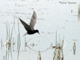 Black Tern in flight 3a.jpg